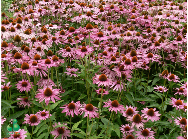 Echinacea purpurea